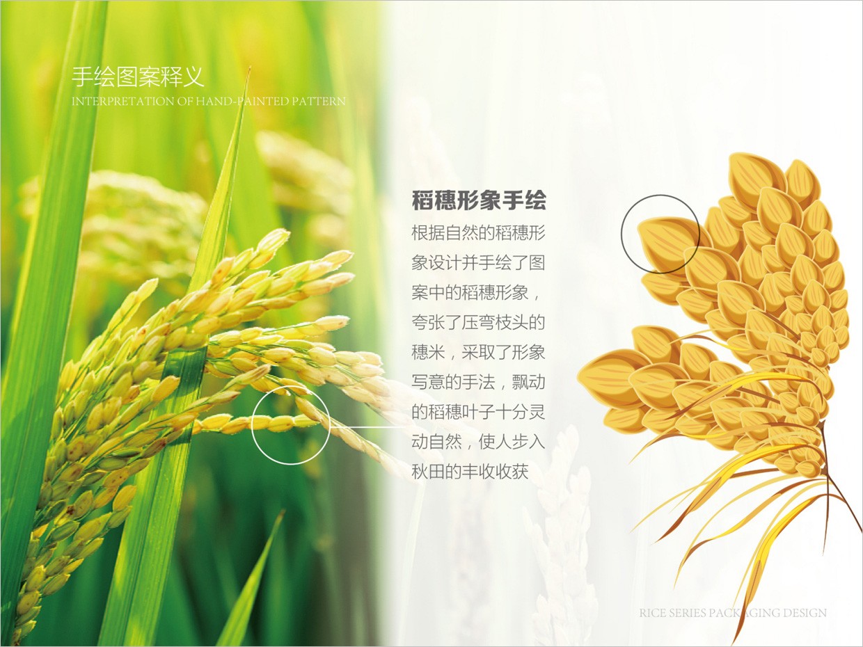 綠牧嶺大米農(nóng)產(chǎn)品包裝設(shè)計之水稻手繪插圖 綠牧嶺大米農(nóng)產(chǎn)品包裝設(shè)計之水稻手繪插圖
